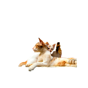 Two Domestic Cats Lounging On A Wall In Chennai, India, Captured In A Peaceful Moment. 17000 - Cat PNG image with transparent background